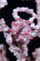 Pigmy Seahorse , Borneo . Anyone who has tried to photogr... by Roger Munns 